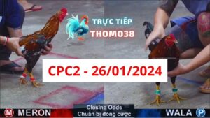 Đá gà thomo CPC2 26-01-2024