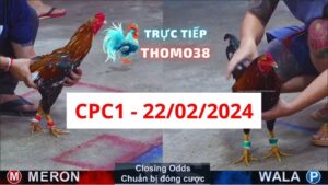 Đá gà thomo CPC1 22-02-2024