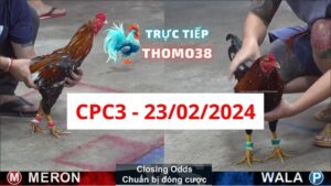 Đá gà thomo CPC3 23-02-2024